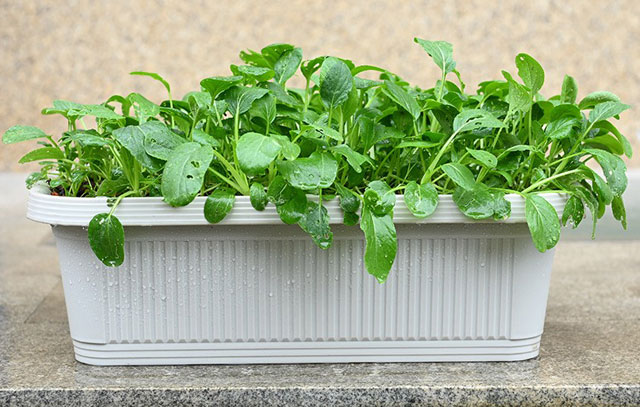 Quais são os benefícios das plantas em vasos?