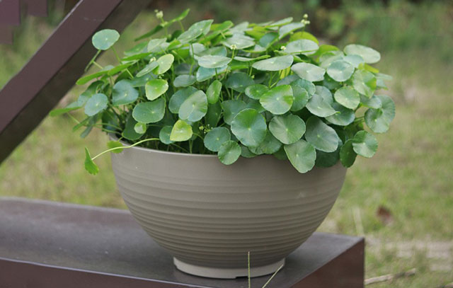 A diferença entre vaso de cultivo e vaso de flores.